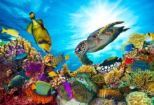 Exploring Fiji’s Best Dive Sites