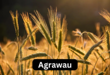 Agrawau