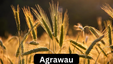 Agrawau