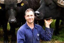 Buffalo Farm Scotland